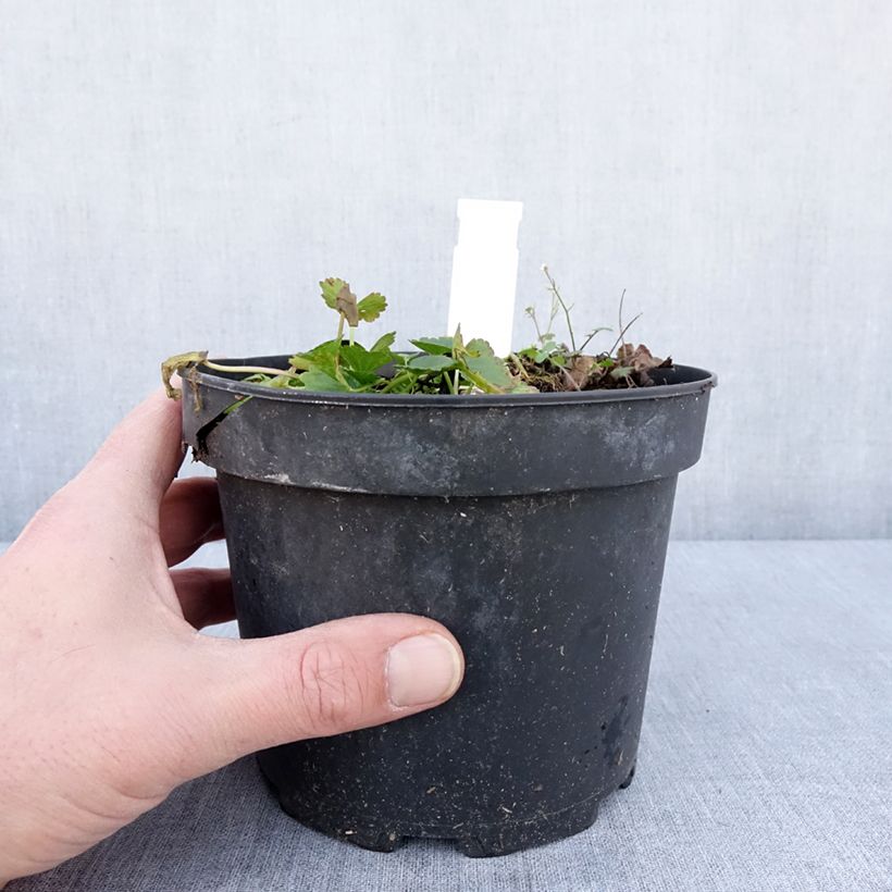 Sidalcea oregana Brilliant Vaso da 2L/3L esemplare consegnato in inverno