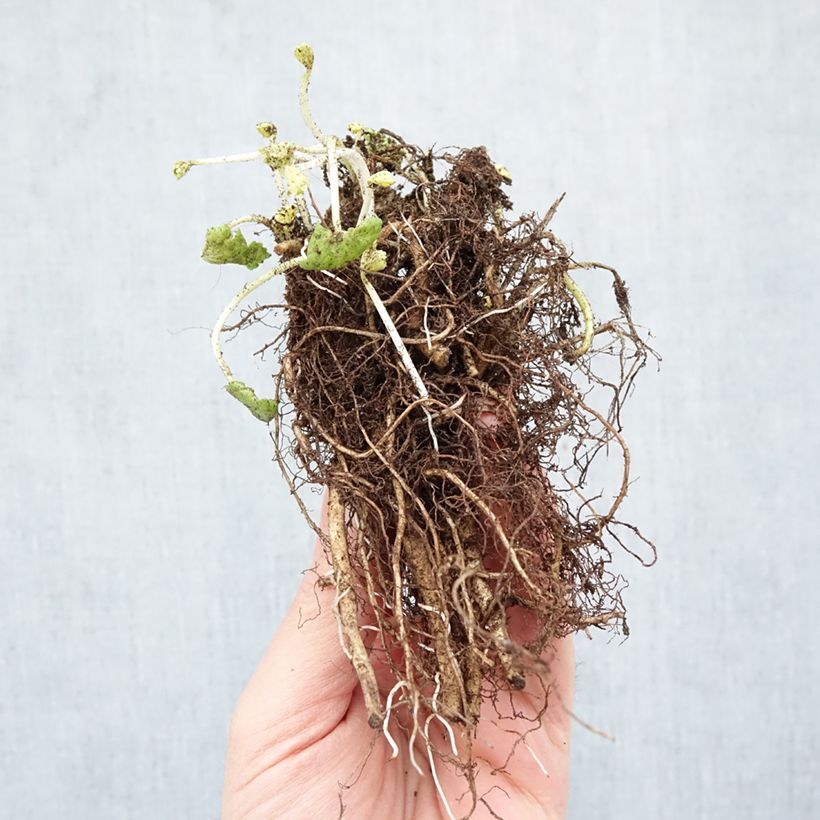 Sidalcea oregana Brilliant Piante piccole a radice nuda esemplare consegnato in inverno