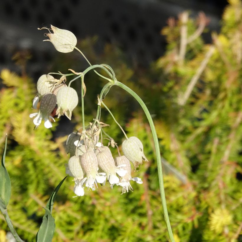 Silene vulgaris - Silene rigonfia (Fioritura)