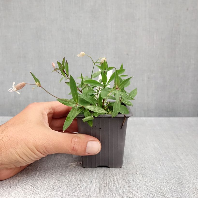 Esemplare di Silene vulgaris - Silene rigonfia Vasetto da 8/9 cm come consegnato in autunno