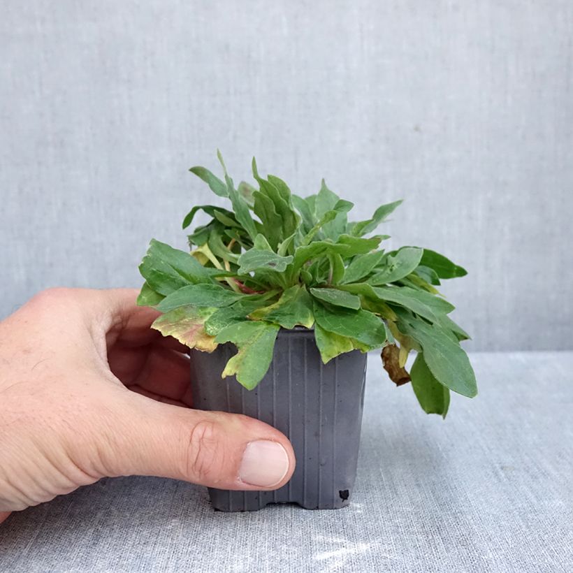 Esemplare di Silene latifolia subsp. alba Vasetto da 8/9 cm come consegnato in autunno