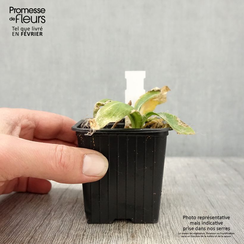 Silene regia Vasetto da 8/9 cm esemplare consegnato in inverno