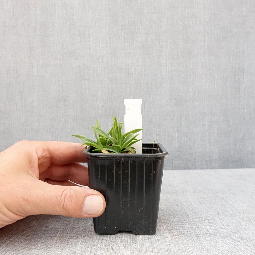 Silene regia Vasetto da 8/9 cm esemplare consegnato in primavera