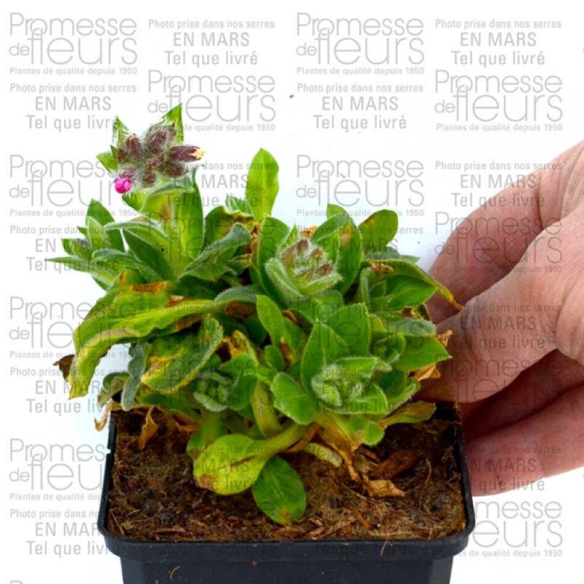 Esempio di esemplare Silène rub. Rollies Favorite - Silene robotii Godet de 7/8 cm come consegnato