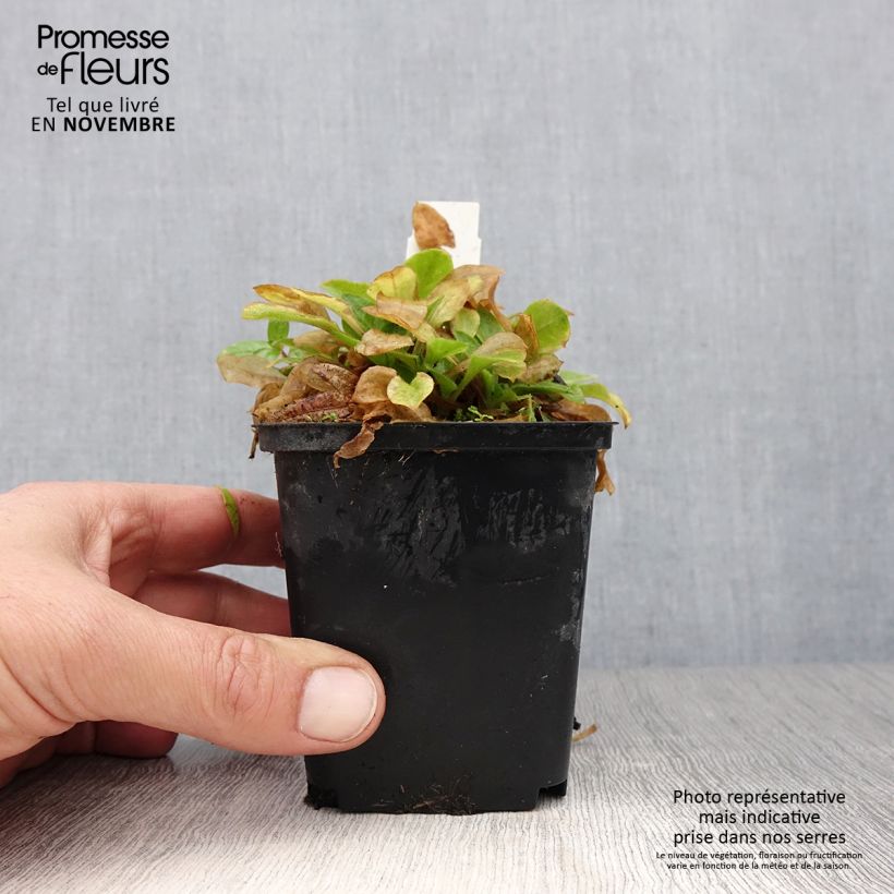 Esemplare di Silene robotii Rollies Favorite Vasetto da 7/8 cm come consegnato in autunno