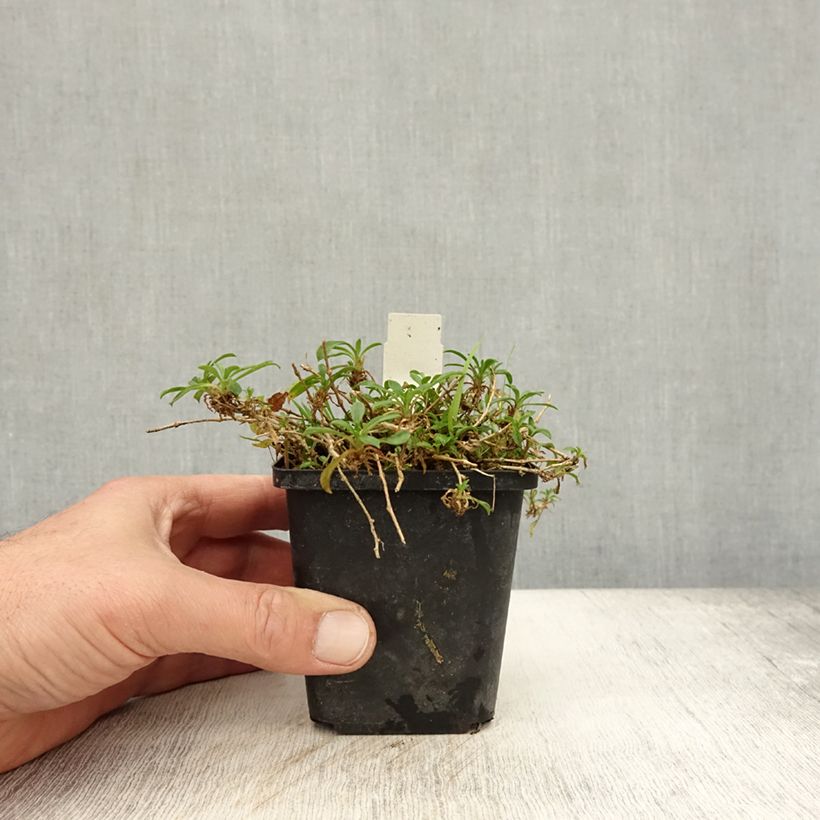 Esemplare di Silene schafta Vasetto da 8/9 cm come consegnato in autunno