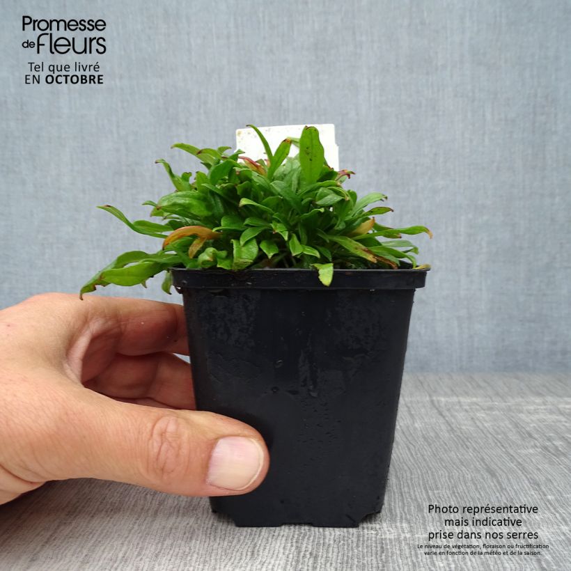 Esemplare di Silene schafta Splendens Vasetto da 8/9 cm come consegnato in autunno