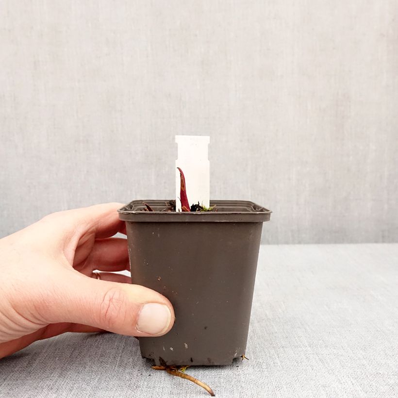 Silphium laciniatum Vasetto da 8/9 cm esemplare consegnato in inverno