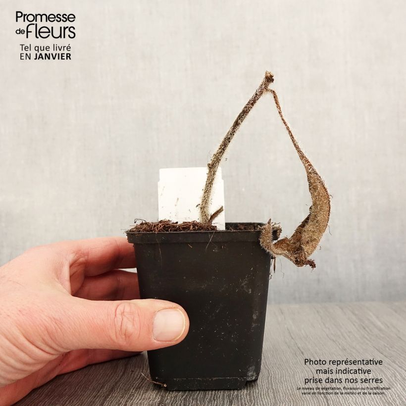 Silphium mohrii Vasetto da 8/9 cm esemplare consegnato in inverno