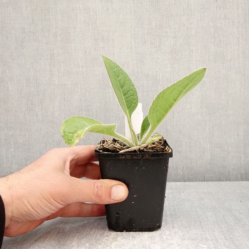 Silphium mohrii Vasetto da 8/9 cm esemplare consegnato in primavera