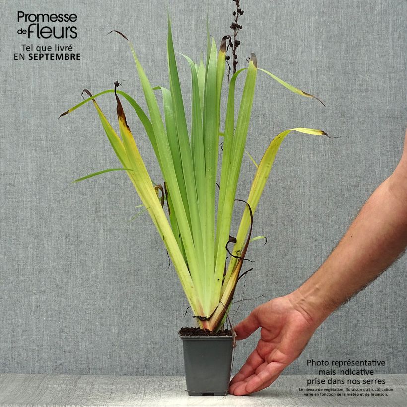 Esemplare di Sisyrinchium striatum Aunt May Vasetto da 8/9 cm come consegnato in autunno