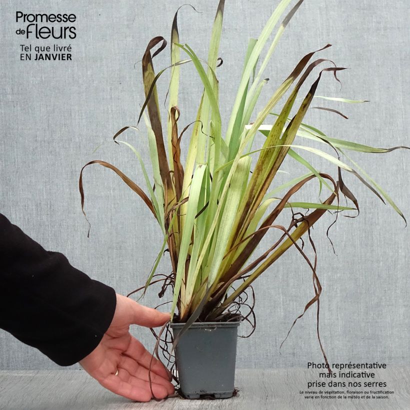 Sisyrinchium striatum Aunt May Vasetto da 8/9 cm esemplare consegnato in inverno