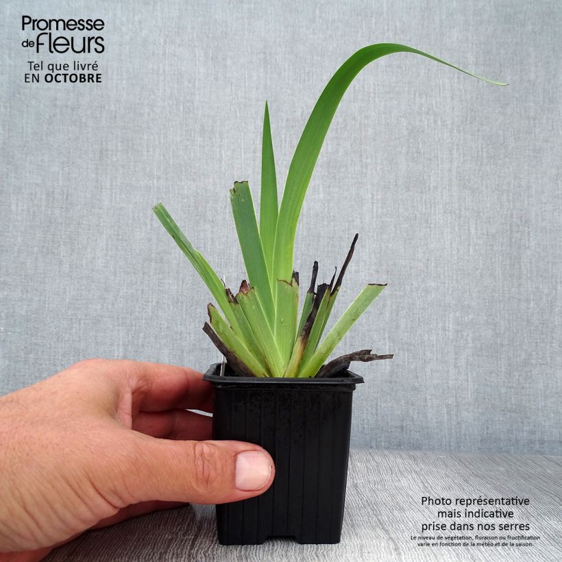 Esemplare di Sisyrinchium striatum Vasetto da 8/9 cm come consegnato in autunno