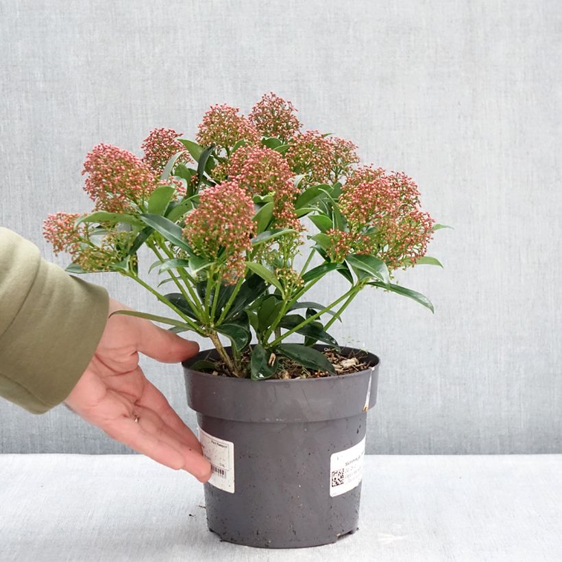 Skimmia japonica Marlot Vaso da 2L/3L esemplare consegnato in inverno