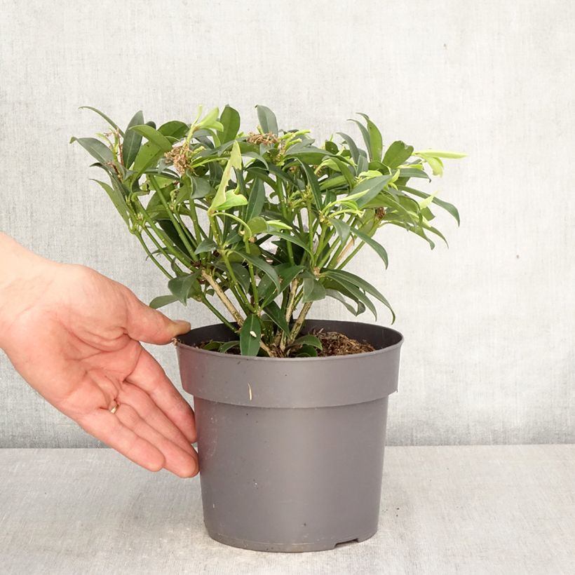 Skimmia japonica Marlot Vaso da 2L/3L esemplare consegnato in primavera