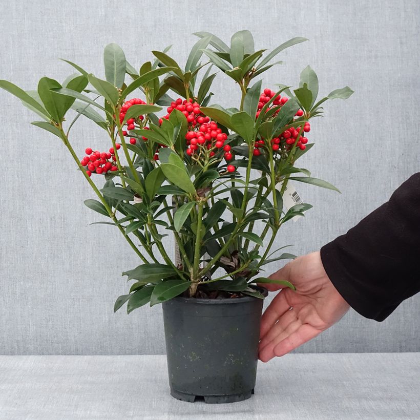 Skimmia japonica Pabella Vaso da 2L/3L esemplare consegnato in inverno