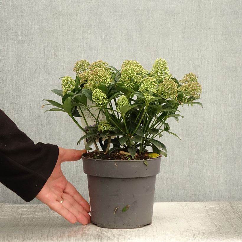 Esemplare di Skimmia japonica Marlot Vaso da 2L/3L come consegnato in autunno