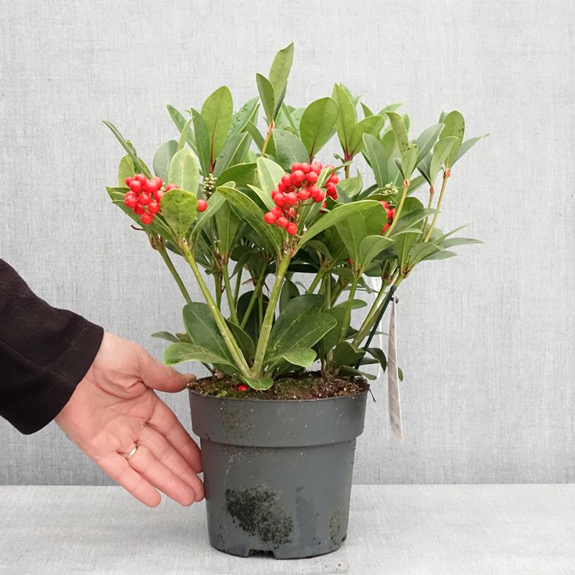 Skimmia japonica Temptation Vaso da 2L/3L esemplare consegnato in inverno