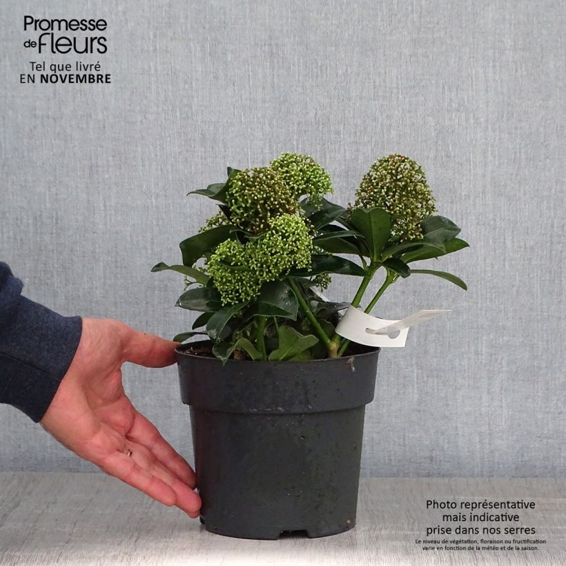 Esemplare di Skimmia japonica Fragrant Cloud Vaso da 2L/3L come consegnato in autunno