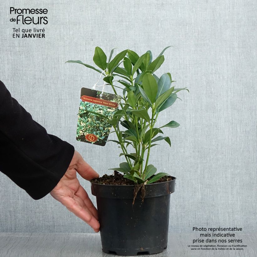 Skimmia japonica Kew White Vaso da 2L/3L esemplare consegnato in inverno