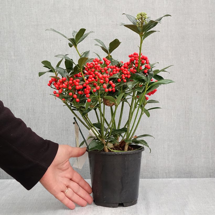 Esemplare di Skimmia japonica Pabella Vaso da 2L/3L come consegnato in autunno
