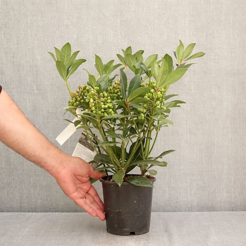 Esemplare di Skimmia japonica Pabella Vaso da 2L/3L consegnato in estate