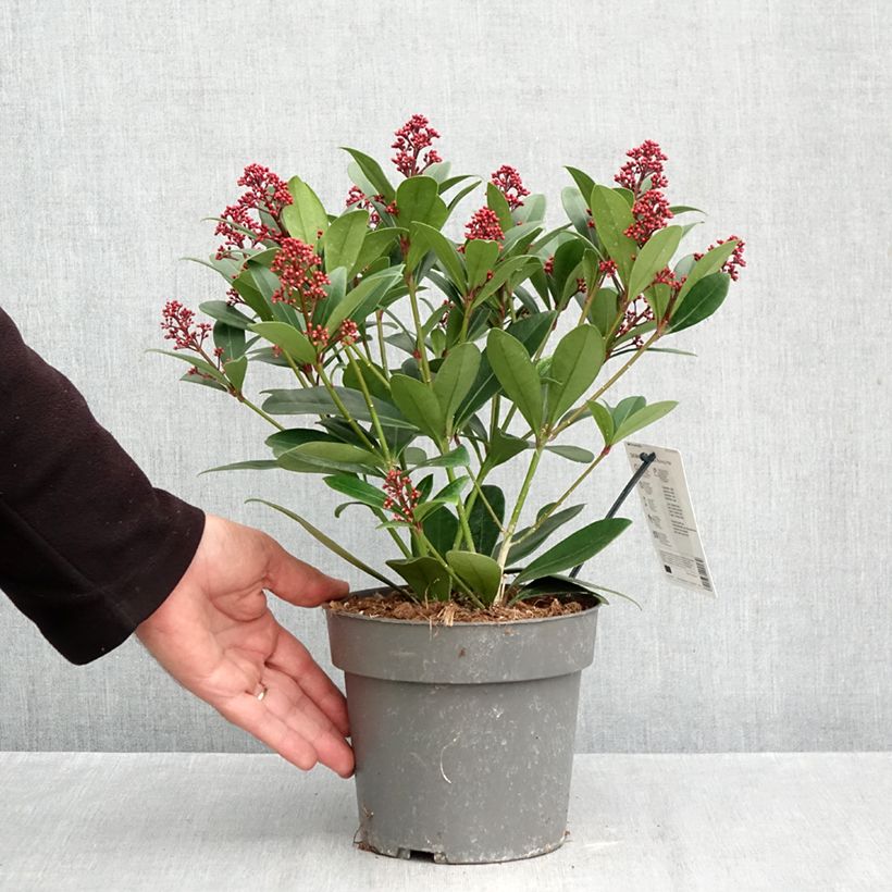 Esemplare di Skimmia japonica Rubella Vaso da 2L/3L come consegnato in autunno