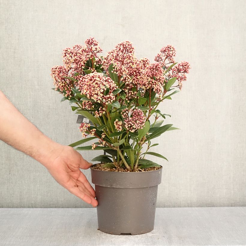 Skimmia japonica Rubella Vaso da 2L/3L esemplare consegnato in primavera