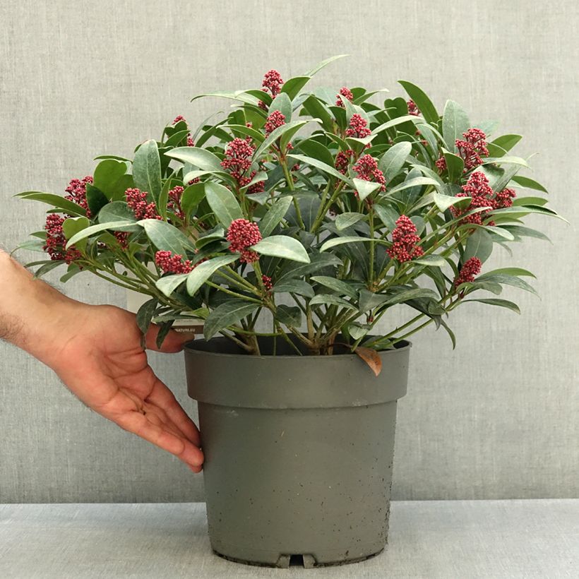 Esemplare di Skimmia japonica Rubella Vaso da 4L/5L come consegnato in autunno