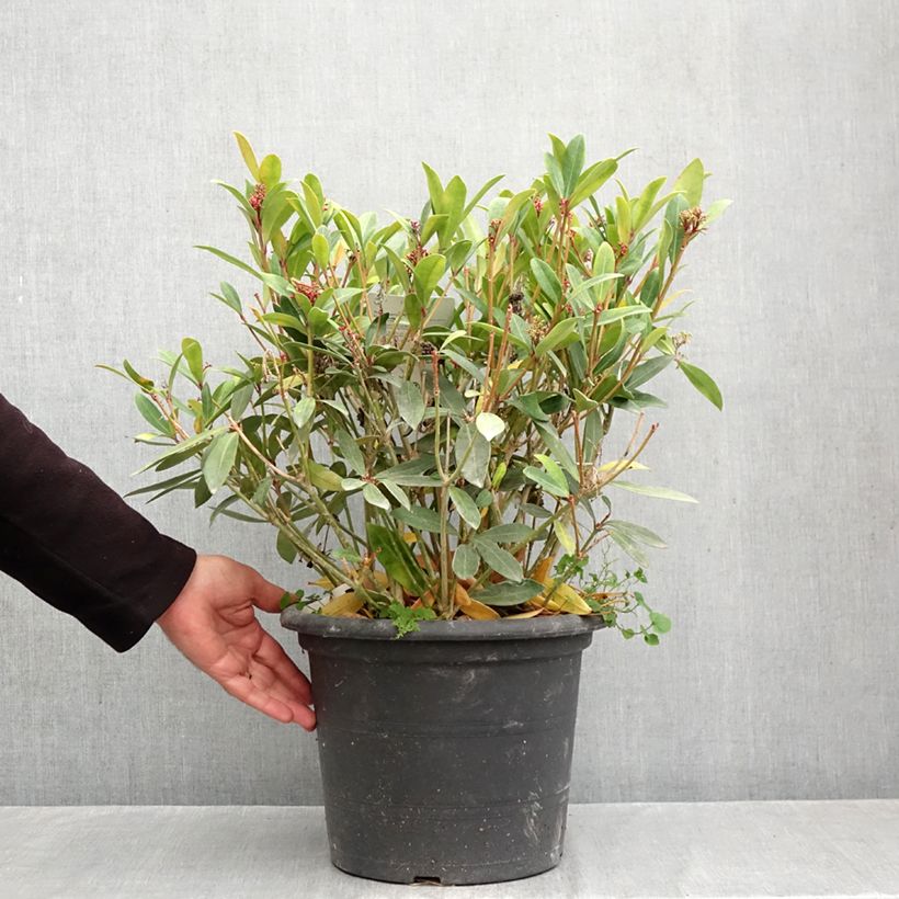 Esemplare di Skimmia japonica Rubella Vaso da 7,5L/10L come consegnato in autunno