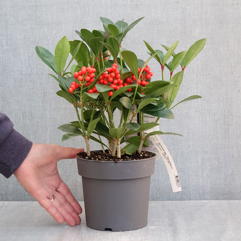 Esemplare di Skimmia japonica Temptation Vaso da 2L/3L come consegnato in autunno