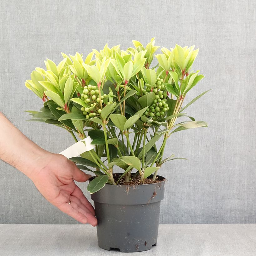 Skimmia japonica Temptation Vaso da 2L/3L esemplare consegnato in primavera