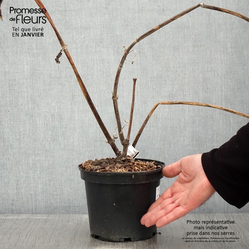 Yacón Red Vaso da 3L/4L esemplare consegnato in inverno