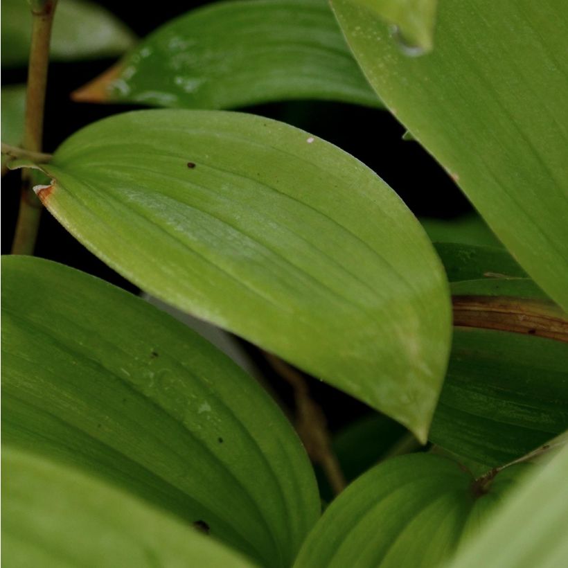 Smilacina racemosa (Fogliame)