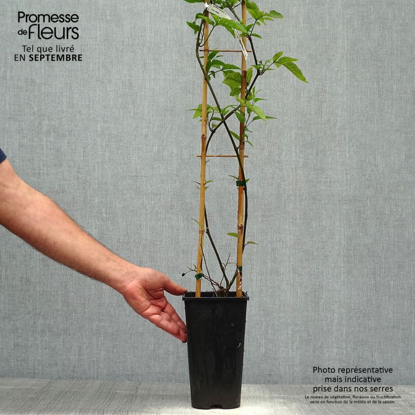 Esemplare di Solanum jasminoides Blue Vaso da 2L/3L come consegnato in autunno