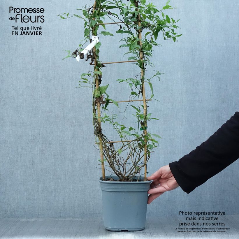 Solanum jasminoides Blue Vaso da 2L/3L esemplare consegnato in inverno