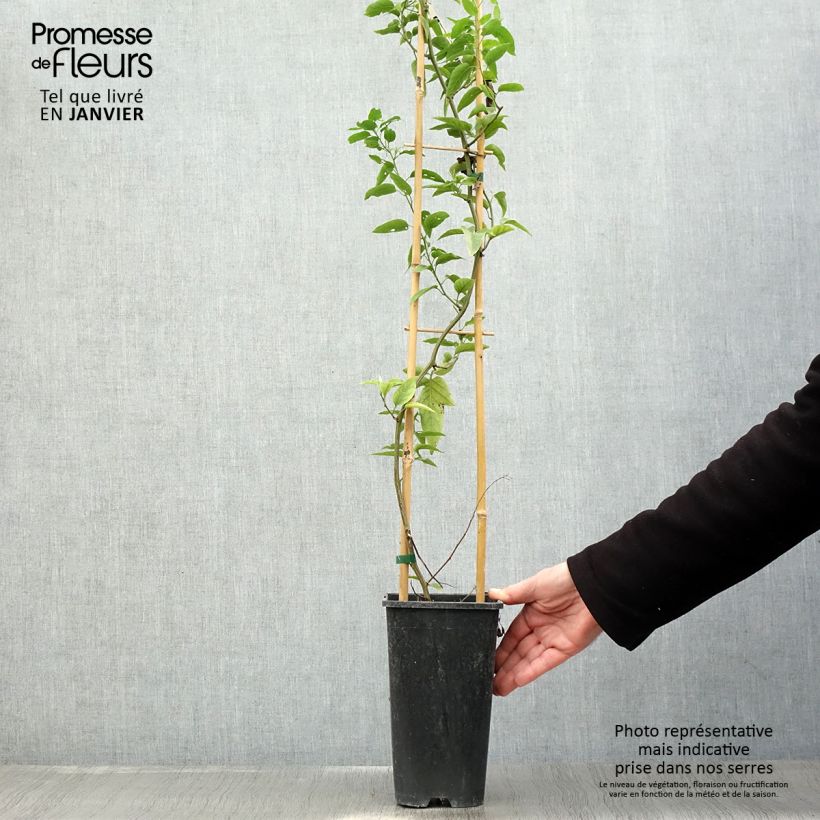 Solanum jasminoides - Gelsomino di notte Vaso da 2L/3L esemplare consegnato in inverno