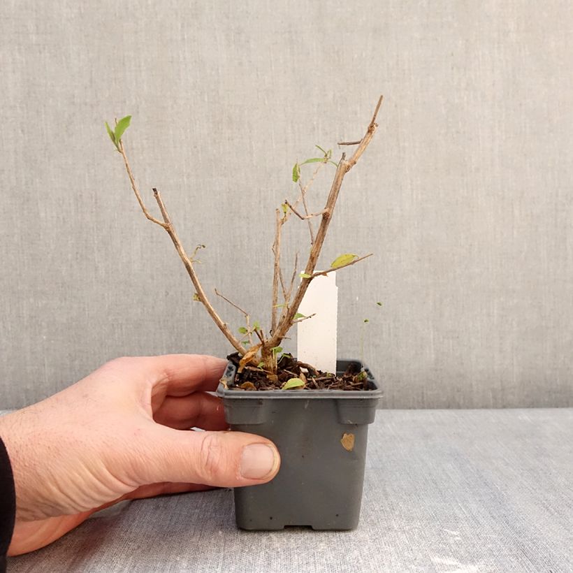 Solanum rantonnetii Vasetto da 8/9 cm esemplare consegnato in inverno