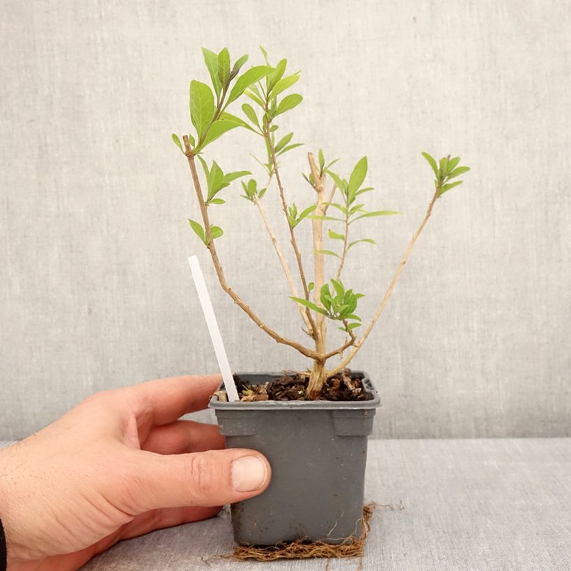 Solanum rantonnetii Vasetto da 8/9 cm esemplare consegnato in primavera