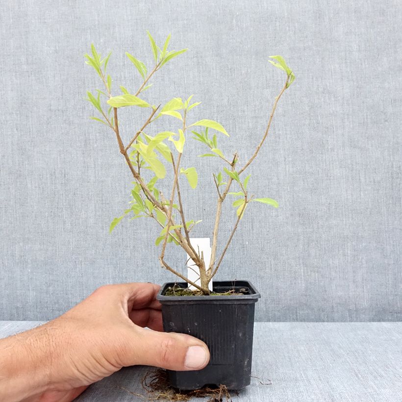 Esemplare di Solanum rantonnetii Vasetto da 8/9 cm consegnato in estate
