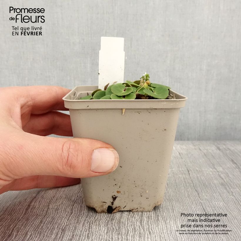 Soldanella villosa Vasetto da 8/9 cm esemplare consegnato in inverno