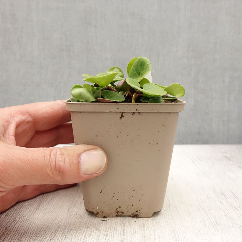 Soldanella villosa Vasetto da 8/9 cm esemplare consegnato in primavera