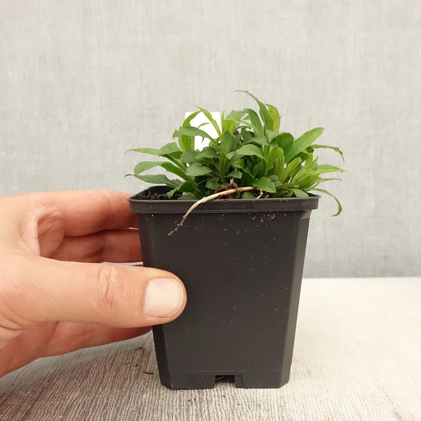 Solidago canadensis Golden Baby - Verga d'oro del Canadà Vasetto da 8/9 cm esemplare consegnato in primavera