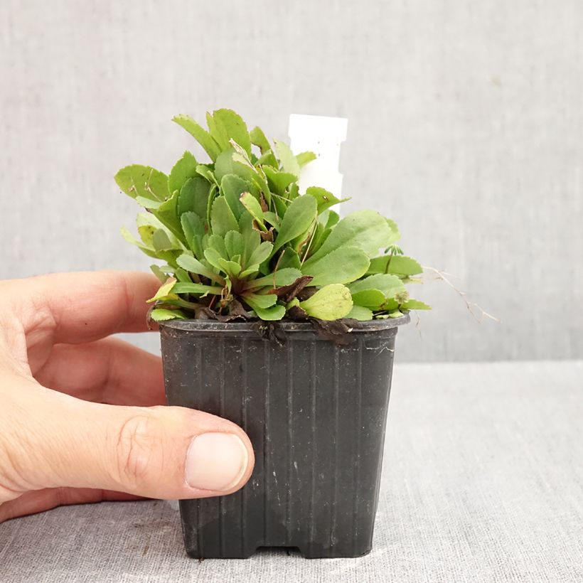 Esemplare di Solidago cutleri - Verga d'oro Vasetto da 8/9 cm come consegnato in autunno