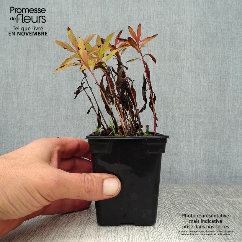 Esemplare di Solidago canadensis Gold King - Verga d'oro del Canadà Vasetto da 7/8 cm come consegnato in autunno