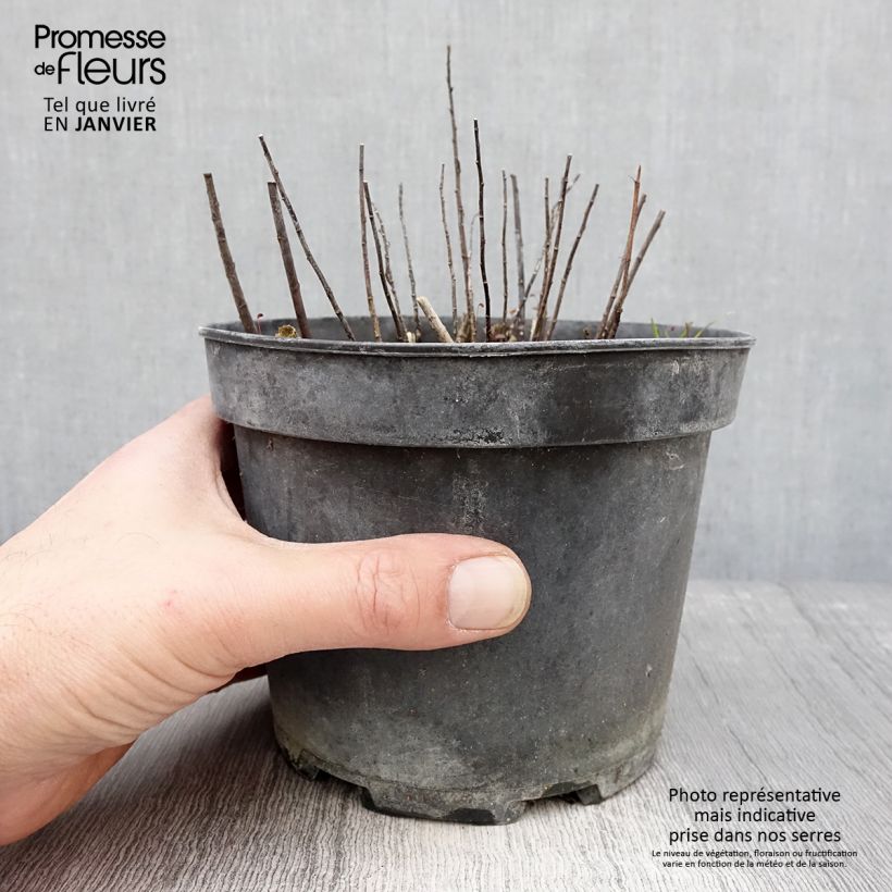 Solidago canadensis Gold King - Verga d'oro del Canadà Vaso da 2L/3L esemplare consegnato in inverno