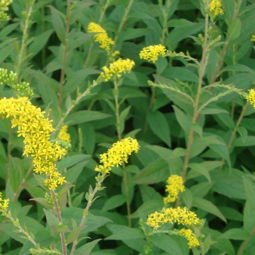 Solidago rugosa Fireworks - Verga d'oro (Fogliame)