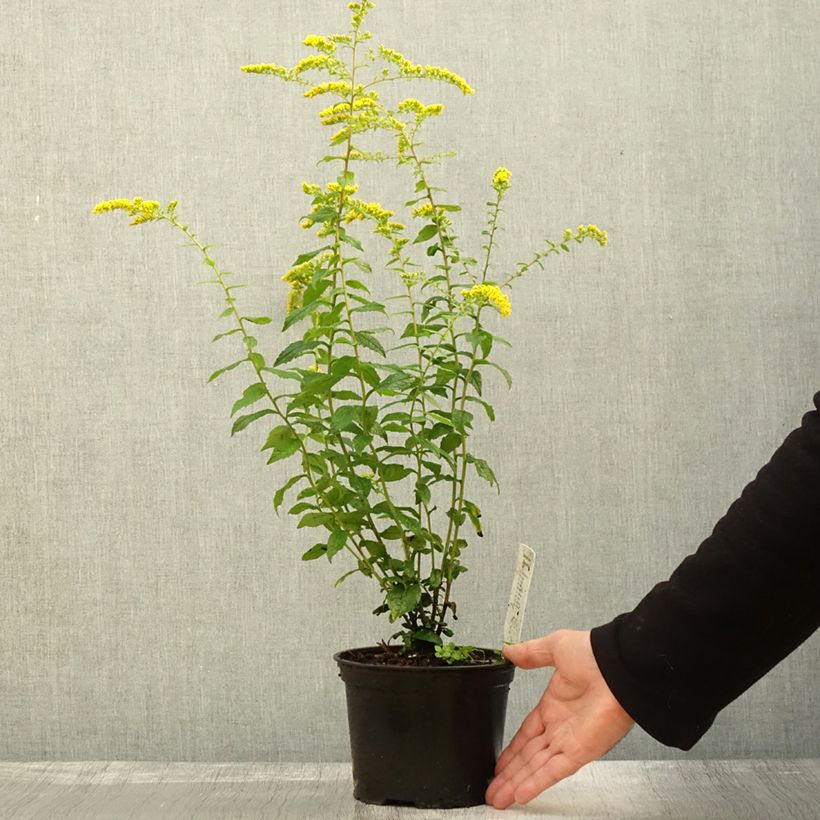 Esemplare di Solidago rugosa Fireworks - Verga d'oro Vaso da 2L/3L come consegnato in autunno