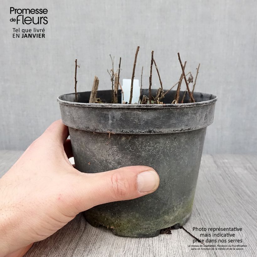 Solidago rugosa - Verga d'oro Vaso da 2L/3L esemplare consegnato in inverno