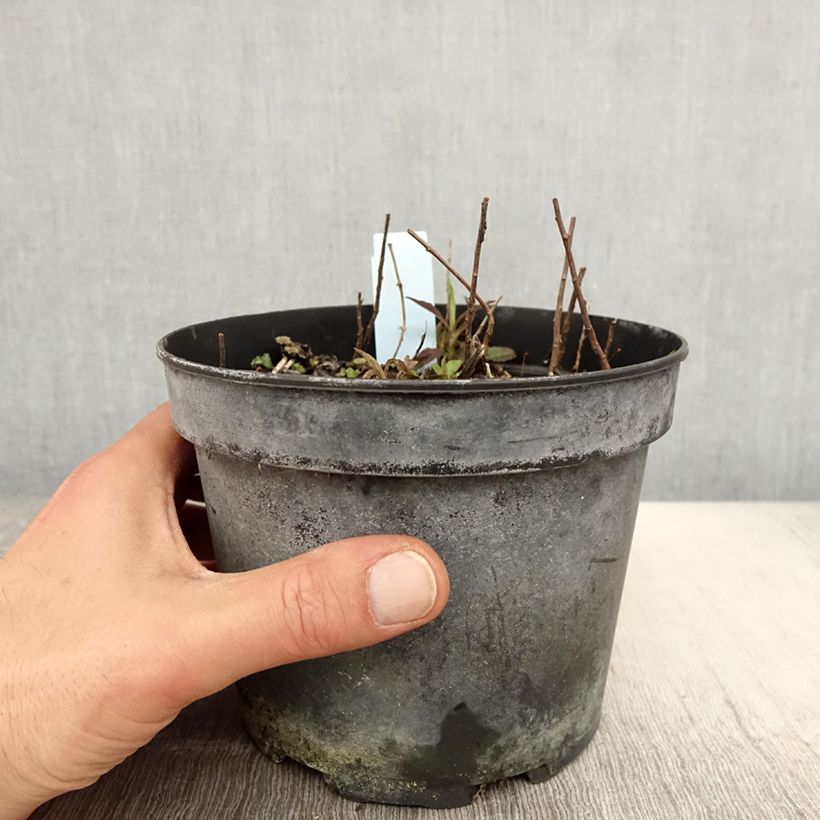 Solidago rugosa - Verga d'oro Vaso da 2L/3L esemplare consegnato in primavera